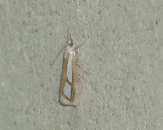 Catoptria sp.  - Crambidae